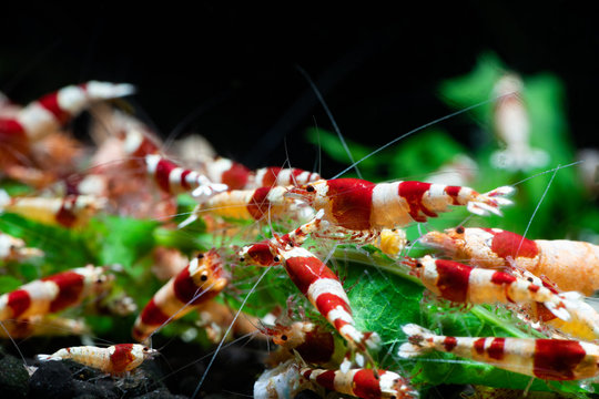 Caridina cantonesis crystal red shrimp eating pets hobby 