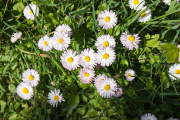 Obraz premium delicate Daisy flowers (Bellis perennis) on a background of green grass on a bright Sunny day