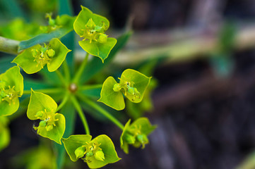 Close-up of the plant Euphorbia acute on a blurred background, blooming in the month of June, pollinated by various insects.