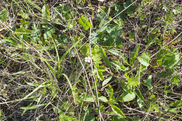 background of last year's dry and fresh young green grass