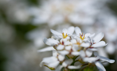 Kwiat kwiaty białe dzwoneczki rozmycie bokeh