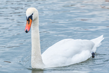 Naklejka na ściany i meble Swan swimming on the lake