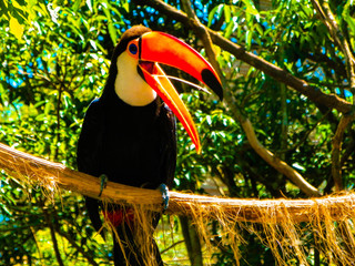 Toucan in the bird park