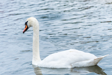 Calm swan on the lake