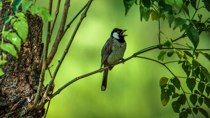 bird on a branch tree