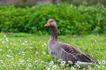 Goose on a green meadow