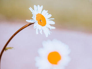 Kwiat kwiaty biały białe rozmycie bokeh