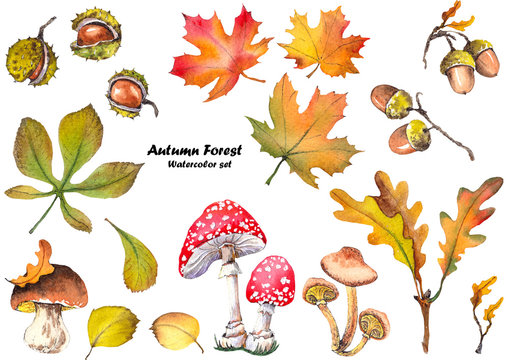 Autumn set with chestnuts, acorns, mushrooms and leaves. Forest illustration. Watercolor on white background.