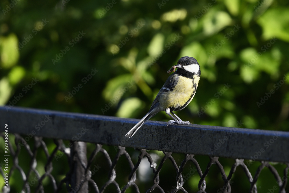 Sticker Great tit with food in its beak standing on a black fence.