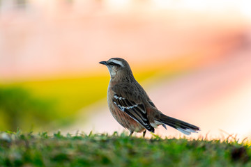 calandria grande (mimus saturninus)