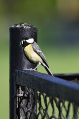 Great tit with food in its beak standing on a black fence.