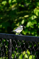 Great tit with food in its beak standing on a black fence.