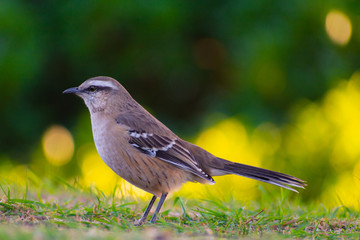 calandria grande (mimus saturninus)