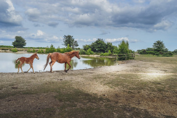 New Forest Pony And Foal By The Lake