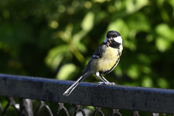 Great tit with food in its beak standing on a black fence.
