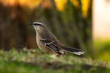 calandria grande (mimus saturninus)