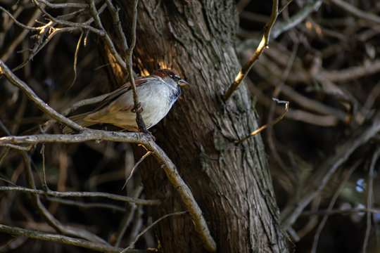 gorrion (passer domesticus) 