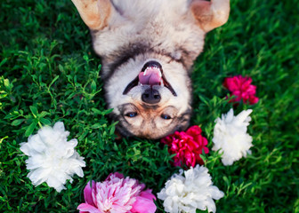 cute portrait of a brown dog lies on a green meadow surrounded by lush grass and flowers of pink fragrant peonies and white roses and smiling happily