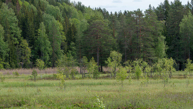 Gaj, zagajnik, puszcza, ,oslo, norwegia, norge, norway, drzewo, drzewa, bory, busz, ostmarka, &Oslash;stmarka, skandynawia, scandinavia