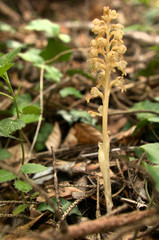 Obraz premium Neottia nidus-avis; Bird's-nest orchid in woods above Walenstadt, Swiss Alps