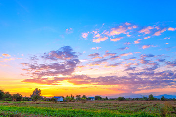 Cauliflower growing at vegetable garden during sun set in the evening. Countryside of Thailand.