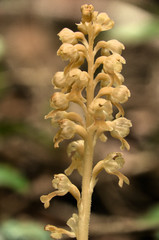 Neottia nidus-avis; Bird's-nest orchid in woods above Walenstadt, Swiss Alps