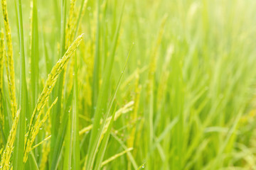Young ear of rice in green paddy field. Countryside of Thailand. Selective focus.