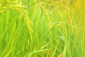 Young ear of rice in green paddy field. Countryside of Thailand. Selective focus.