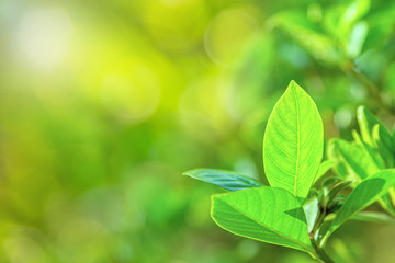 Closeup of green leaves on blurred natural green background.
