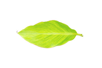 Obraz premium Young banana leaf isolated on white background with clipping path.