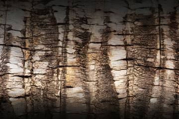 Closeup of coconut tree bark skin.