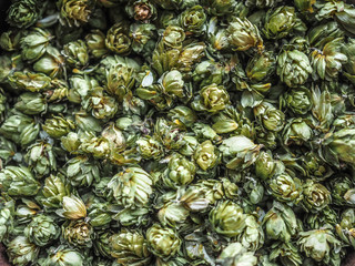 Obraz premium Green hops for beer.