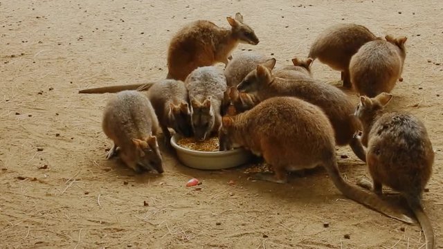 Tammar Wallaby (Macropus eugenii)
