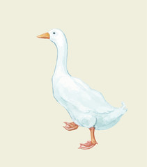 Goose duckling duck Drake paw beak white red birds