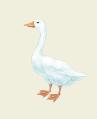 Goose duckling duck Drake paw beak white red birds