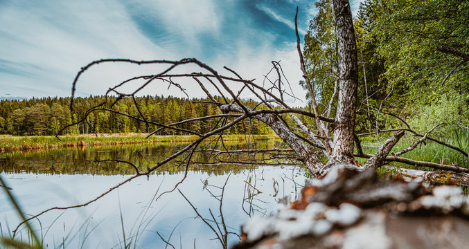 N&oslash;klevann, noklevann, jezioro, oslo, norwegia, norge, norway, drzewo, woda, starorzecze, ostmarka, &Oslash;stmarka, skandynawia, scandinavia