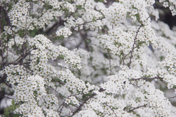 little white spring flowers background