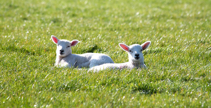 Spring Lambs