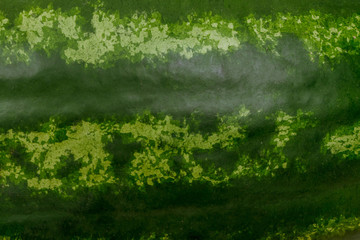 watermelon skin macro texture green