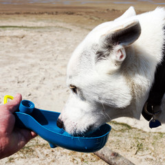 durstiger Hund bekommt am Strand Wasser in einem Napf