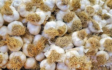 Aormatic and Spicy Ingredient Garlic