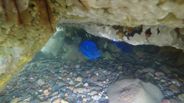 Diving on Ilha do boi. Scene with fish hiding uder the rock 2. Video recorded in 2019.