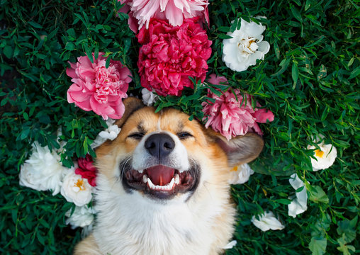 cute red-haired puppy of the corgi dog lies on a natural green meadow surrounded by lush grass and flowers of pink fragrant peonies and happy of smiles