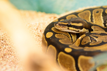 A young bullet python, python regius resting in the terrarium