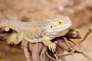 The bearded dragon, Pogona Vitticeps is resting on a dry tree branch