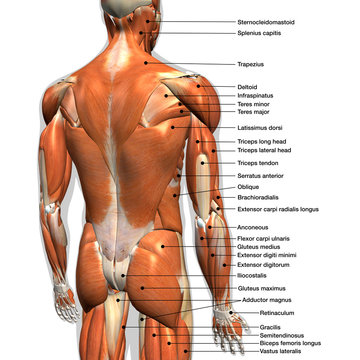 Illustration of Back Muscles - Stock Image - F031/5253 - Science Photo  Library