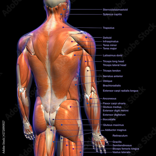 Labeled Anatomy Chart Of Male Back Muscles On Black Background Wall Mural Hank Grebe Labeled Anatomy Chart Of Male Back Muscles On Black Background Wall Mural Hank Grebe