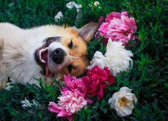 puppy dog ​​corgi lies on a natural green meadow surrounded by lush grass and flowers of pink...