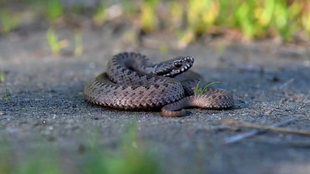 The baby Viper curled up in the grass. A poisonous snake in its natural habitat.