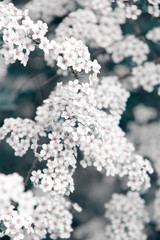 little white spring flowers background